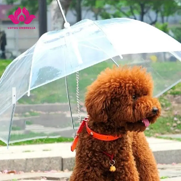 dog umbrella hat