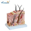 High quality Teaching Plastic Skin anatomy model