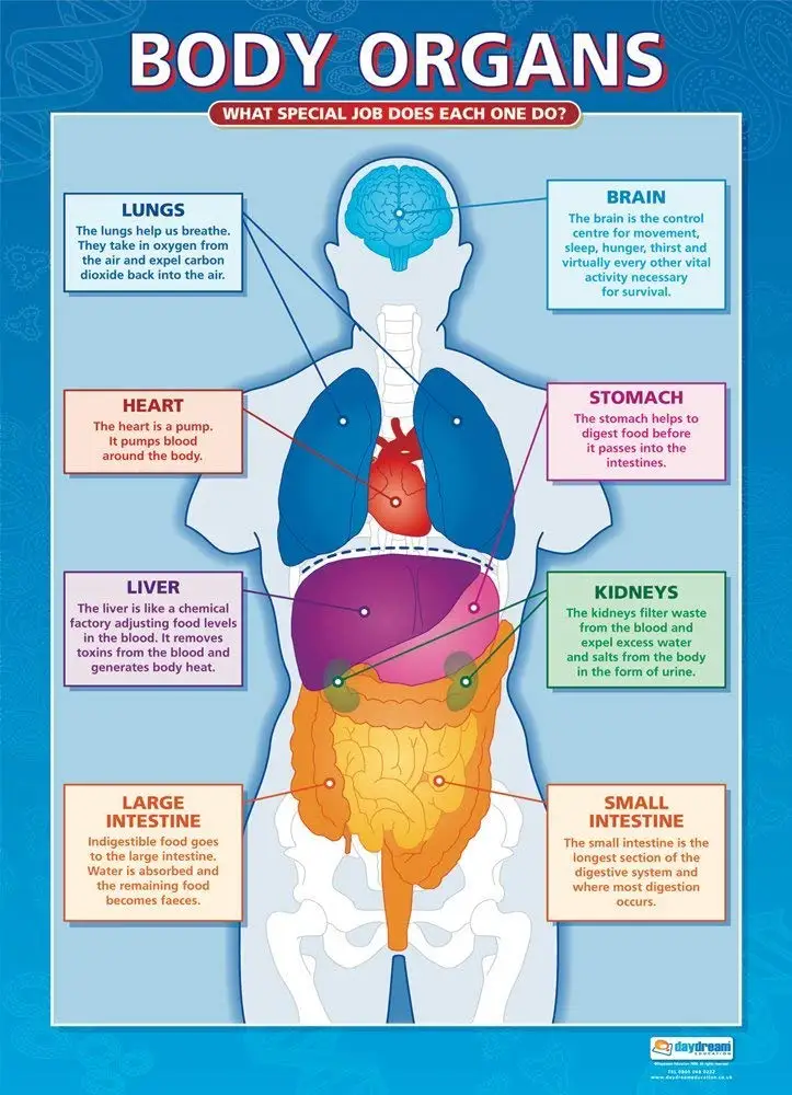 Buy Body Organs | Science Classroom Posters | Gloss Paper measuring 33 ...