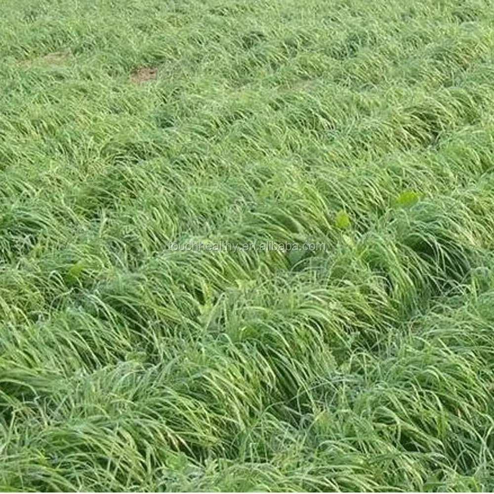 
Touchhealthy supply paspalum notatum flugge seeds grass seeds for planting 