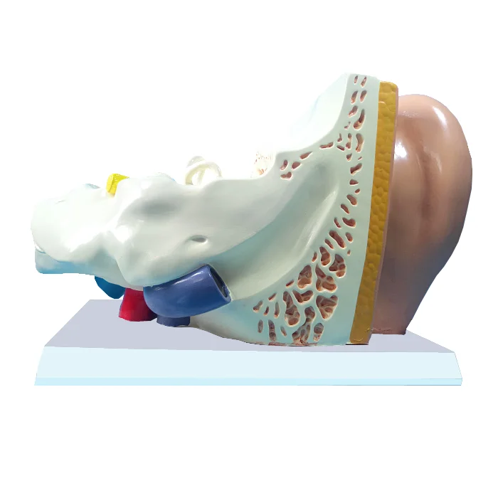 内耳模型用于医疗用途