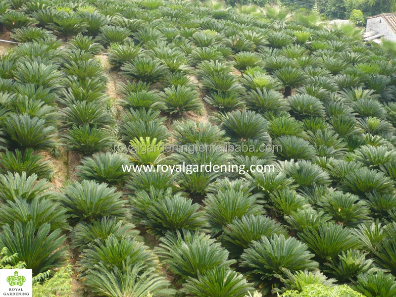 Cycas Revoluta Sago Palm Nursery Scycas Cycas Revoluta Sago Palm Nursery