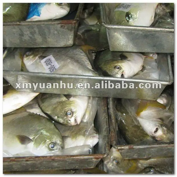 golden pomfret 64.jpg