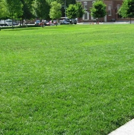 
Top quality Lawn seed wholesale Kentucky bluegrass seeds for Football field lawn 