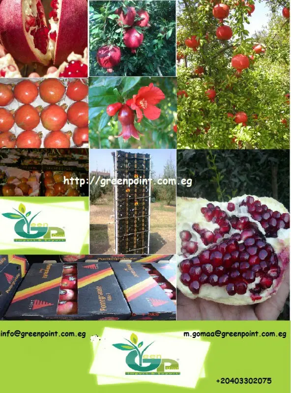 
Pomegranate 