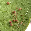 Citrus Red Spider,Apple Red Spider kill FAO Pyridaben 15% EC