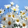 Chamomile extract powder Apigenin:1.2% 90% 98% etc