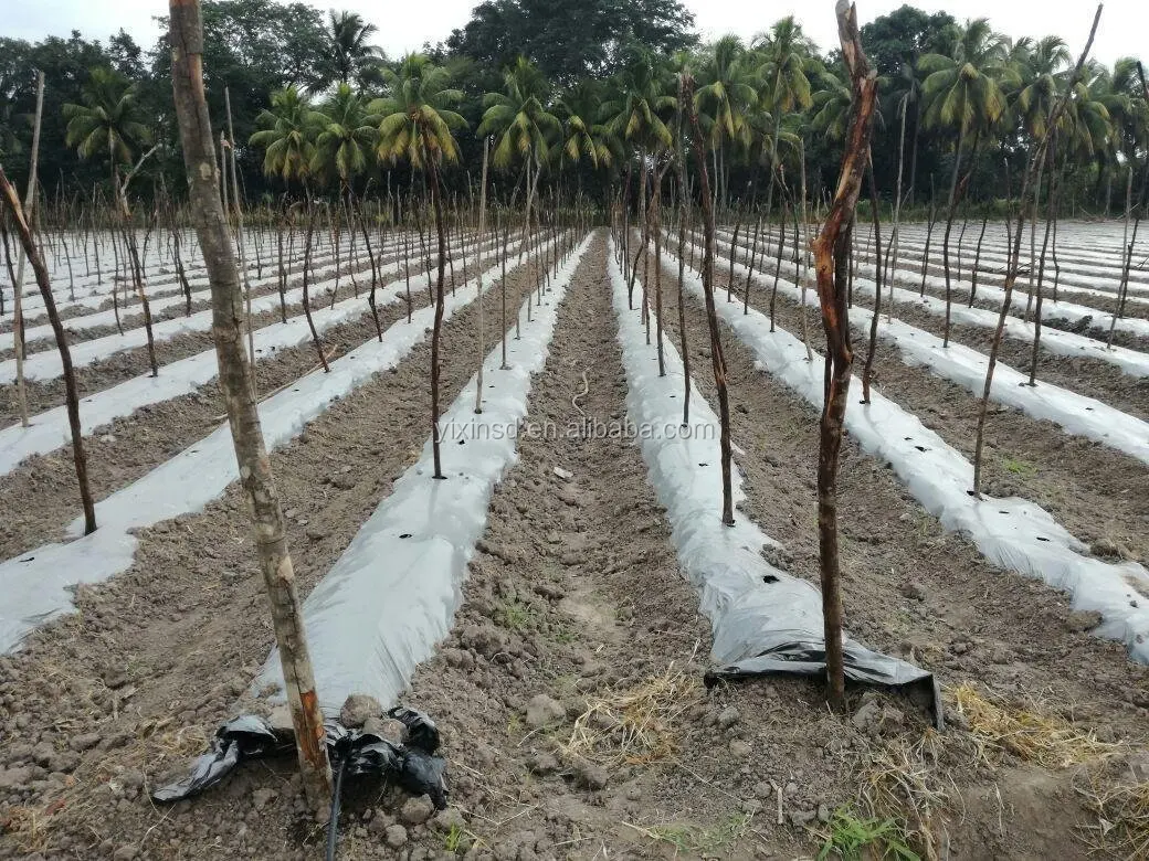 Black Pe Plastic Agricultural Aluminum Foil Mulch Film Buy Pe Silver