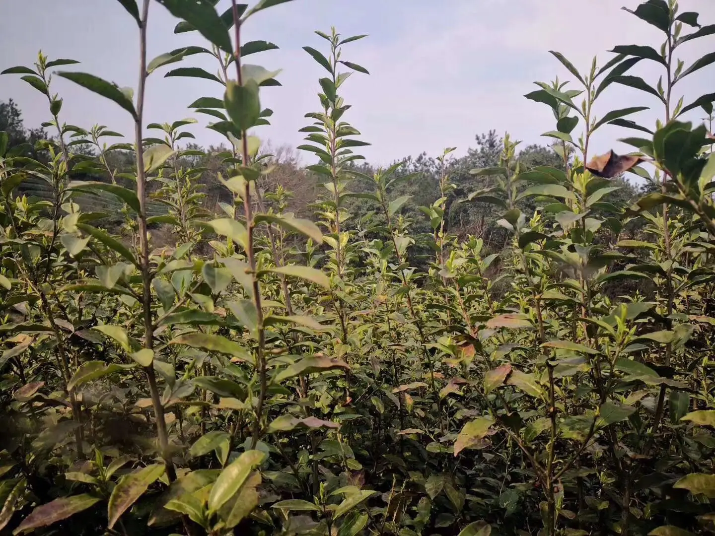Top grade B Longjing green tea Chinese West Lake Longjing green tea - 4uTea | 4uTea.com