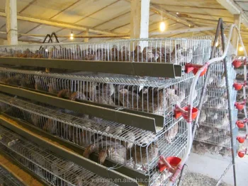 High Quality Cheap Price Layer Quail Cage With Automatic Drinkers