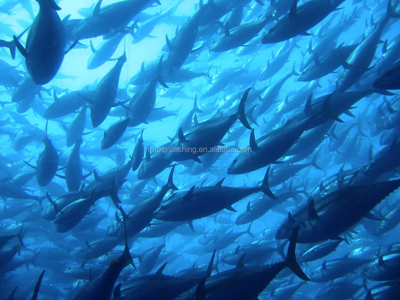 longline fishing (4)
