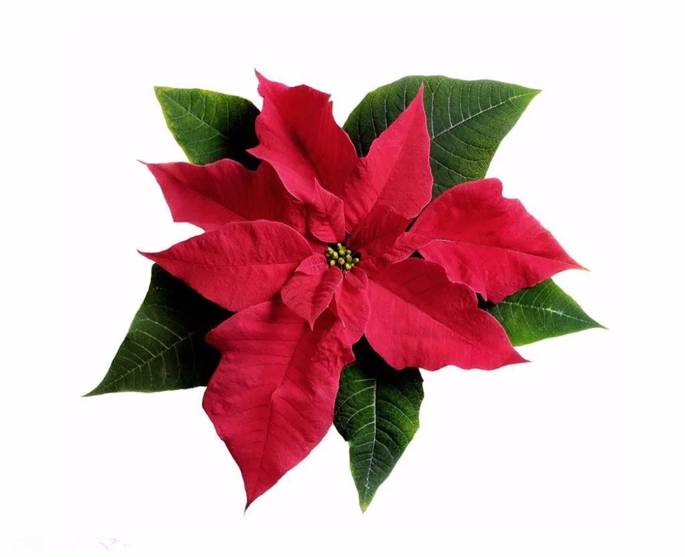 
bulk Ornamental Flower Plant Poinsettia Seeds Nursery Euphorbia pulcherrima Bonsai 