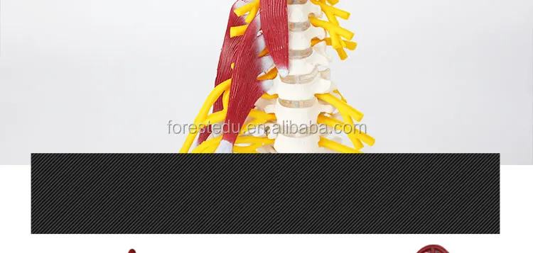 3 vertebral column.jpg