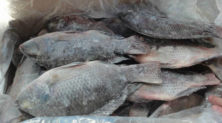 Cheap and Good Quality China Black and Red Tilapia