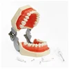 Special price human dental teeth education care model