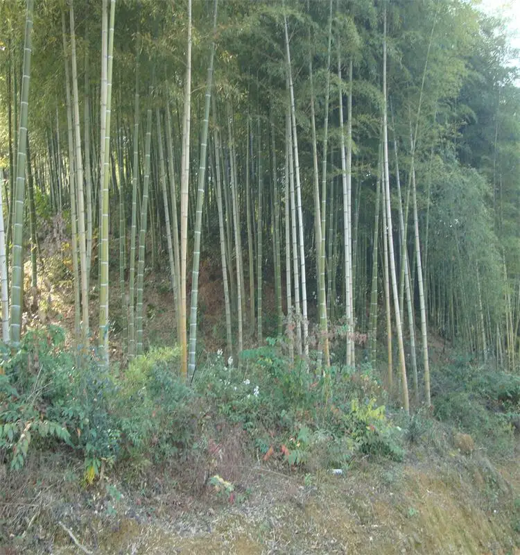 2017 Raw Material bamboo safe and eco-friendly Skewer/sticks for sale