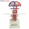 Pyramidal system cortex nuclear tract model