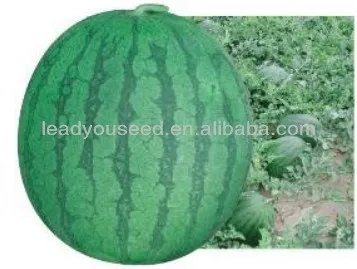 W01 New one big size seedless watermelon seeds in hybrid seeds,seedless watermelon seeds, watermelon seeds, hybrid watermelon seeds, quality watermelon seeds, lead you seed.jpg