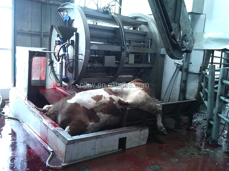 Beef Slaughter Machine Cattle Ritual Killing Box For Halal