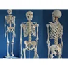 HOT SALE advanced Human skeleton modelsex doll skeleton
