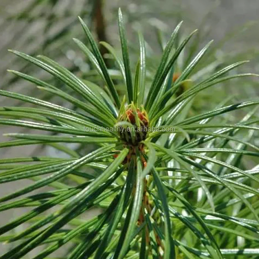 
Touchhealthy Supply Best quality cathaya argyrophylla seeds 