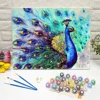 Paint by numbers with Frames beautiful peacock