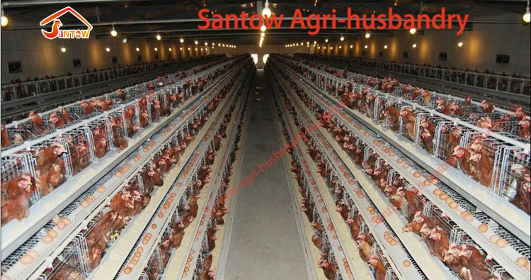 Automatic chicken cages hot galvanized poultry cage cheap price laying hen battery cage for layer farm design