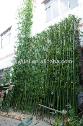 What is a bamboo house plant?