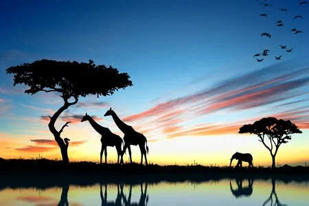 Hot Sale Indah African Sunset Pemandangan Jerapah Hewan Lukisan Gambar