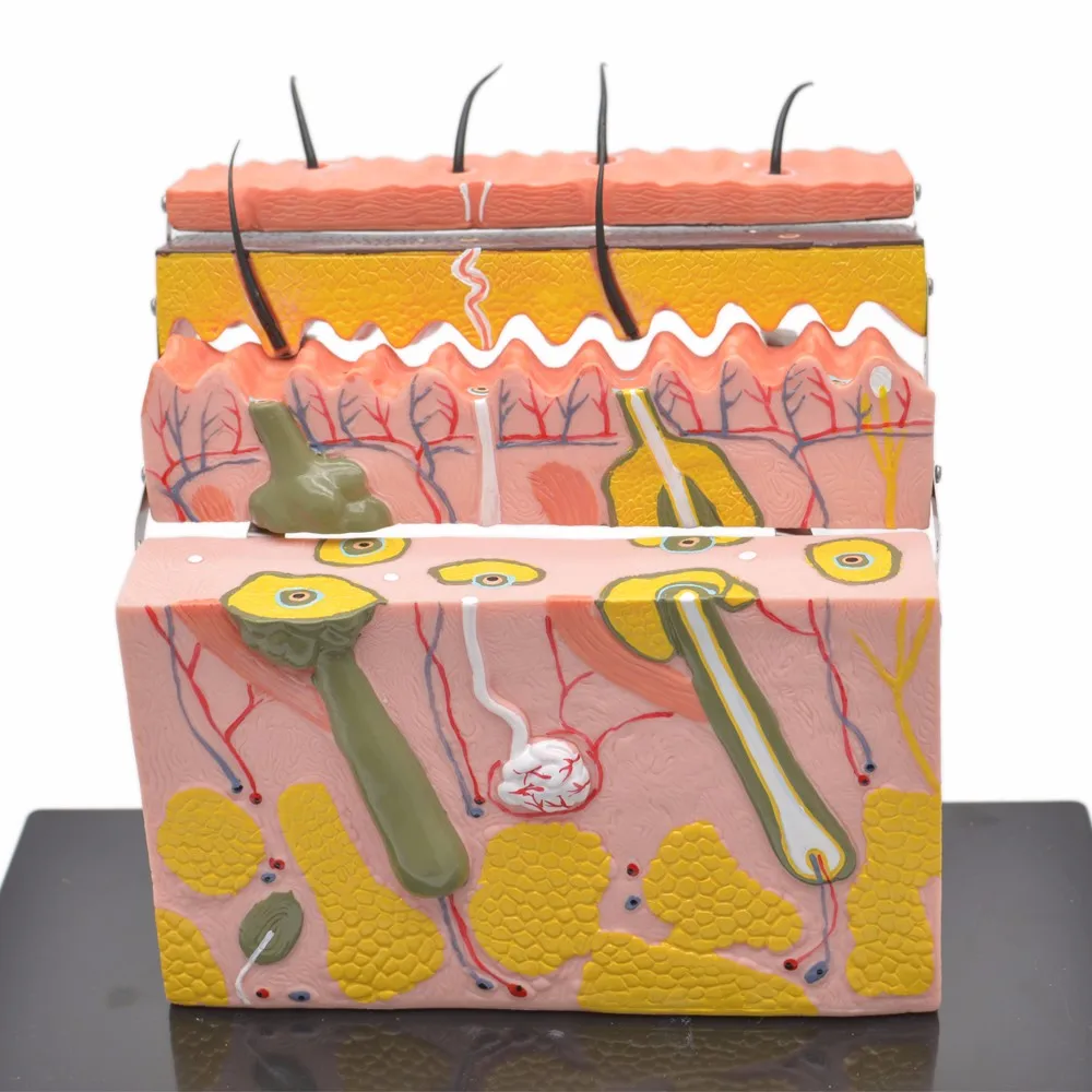 塑料人体皮肤解剖模型