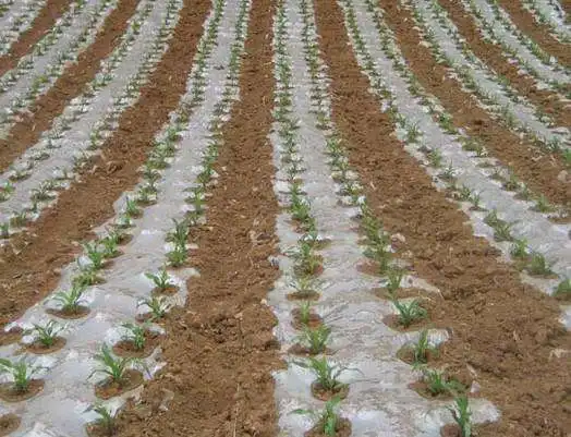 Mulch film application (1).jpg