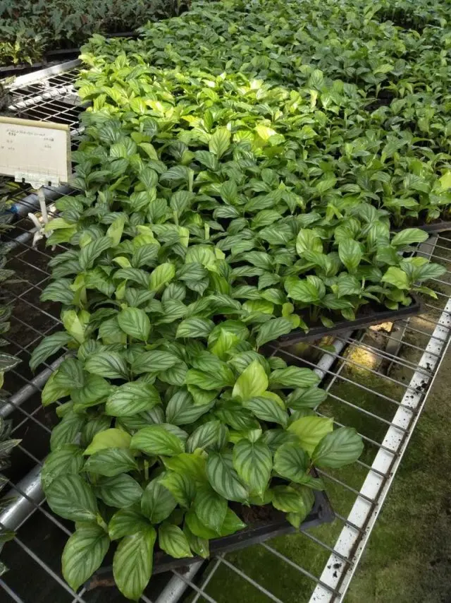 
Calathea orbifolia tray seedling H8-10cm 