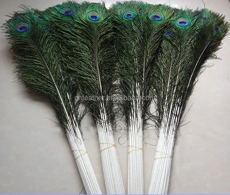 peacock feathers for sale