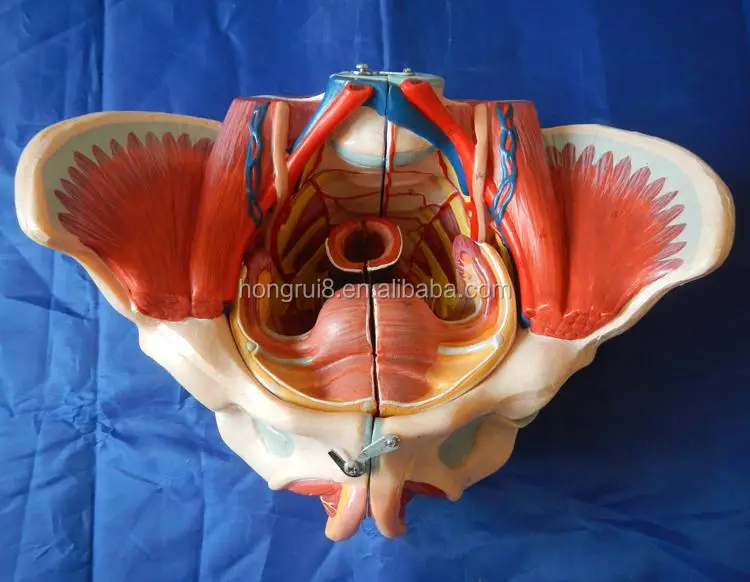 Hot Sales Anatomical Teaching Female Reproductive System 4 Parts Pelvis ...