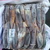 high quality new arrival frozen argentina squid