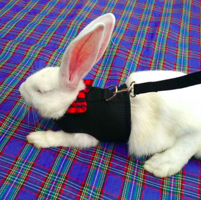 Soft Harness With Elastic Leash For Rabbits,Rabbit Clothes Buy Rabbit