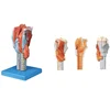 2-part medical human anatomical Larynx model