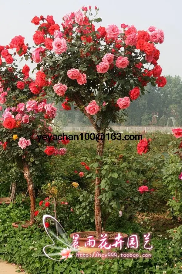 Online Buy Wholesale flower trees from China flower trees