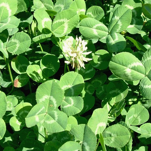 
TOP Quality Clover seed 2018 