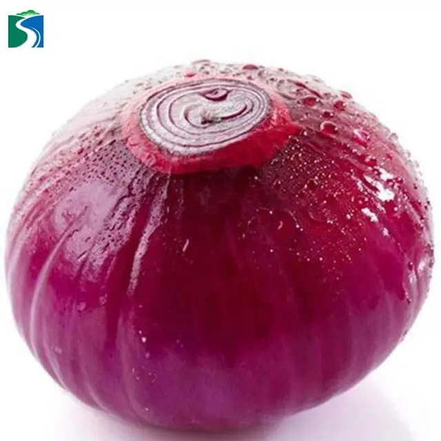 hot selling wholesale cheap ton price fresh import nasik onion