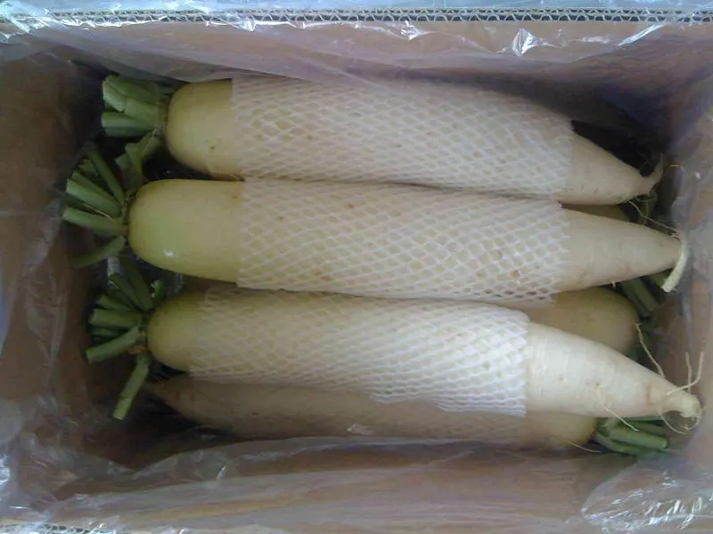 
fresh turnip in carton for sale 