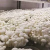 Agricultural Polythene Film Covered Mushroom Green House For Sale