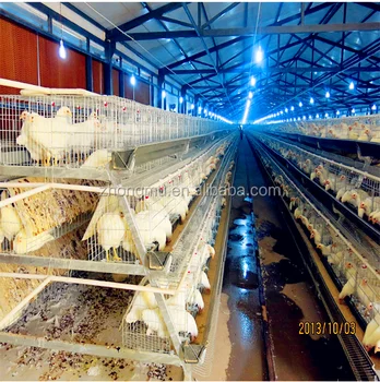 High Quality Chicken Farm Layer Cage For Sale In Zimbabwe Buy Chicken Farm Cagechicken Egg Layer Cagespoultry Farm Layer Cage Product On