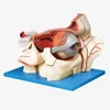 Eye and Orbital Vascular Nerve Enlargement Model