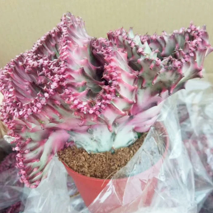 
flower cactus colorful bonsai purple kirin echinopsis pachanoi 