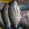 Black Farm Raised Frozen Tilapia Gutted and Scaled with More Than 12 Years Experience