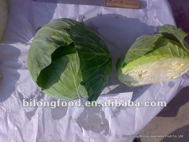green cabbage-2
