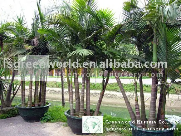 Archontophoenix Alexandrae Multi Trunk Palm Trees Buy Alexander