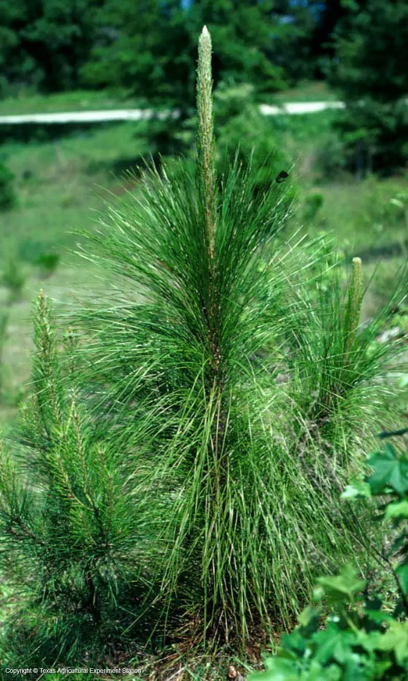 Сосна болотная. Сосна Болотная Longleaf. Североамериканская Болотная сосна. Pinus palustris. Сосна Болотная изумрудный Гейзер.