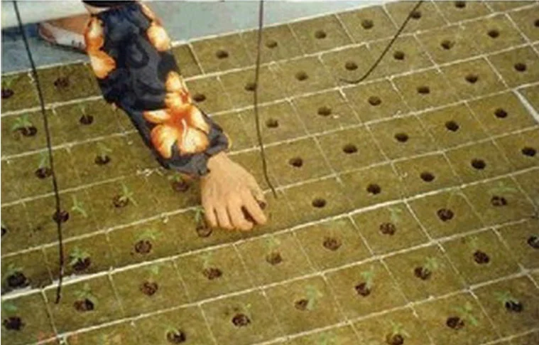 
Agricultural Rock Wool Hydroponic Cube 